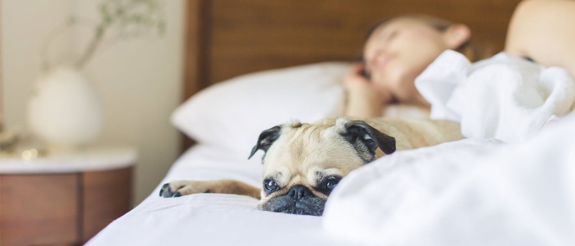 10 Tips To Fall Asleep Faster That Isn’t Counting Sheep